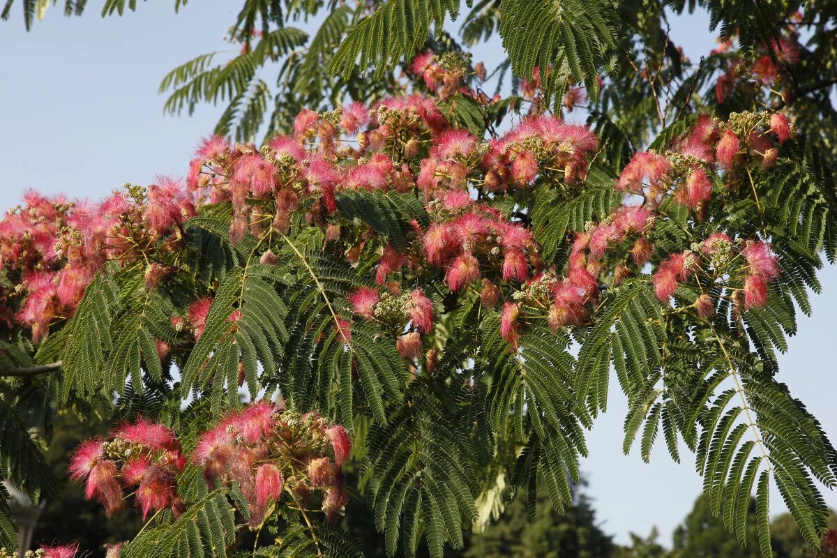 File:2018-07-08 11 10 32 Rosea Mimosa blossoms along the ramp from southbound In