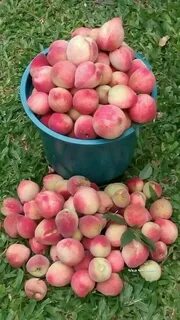 Персик воронежский кустовой