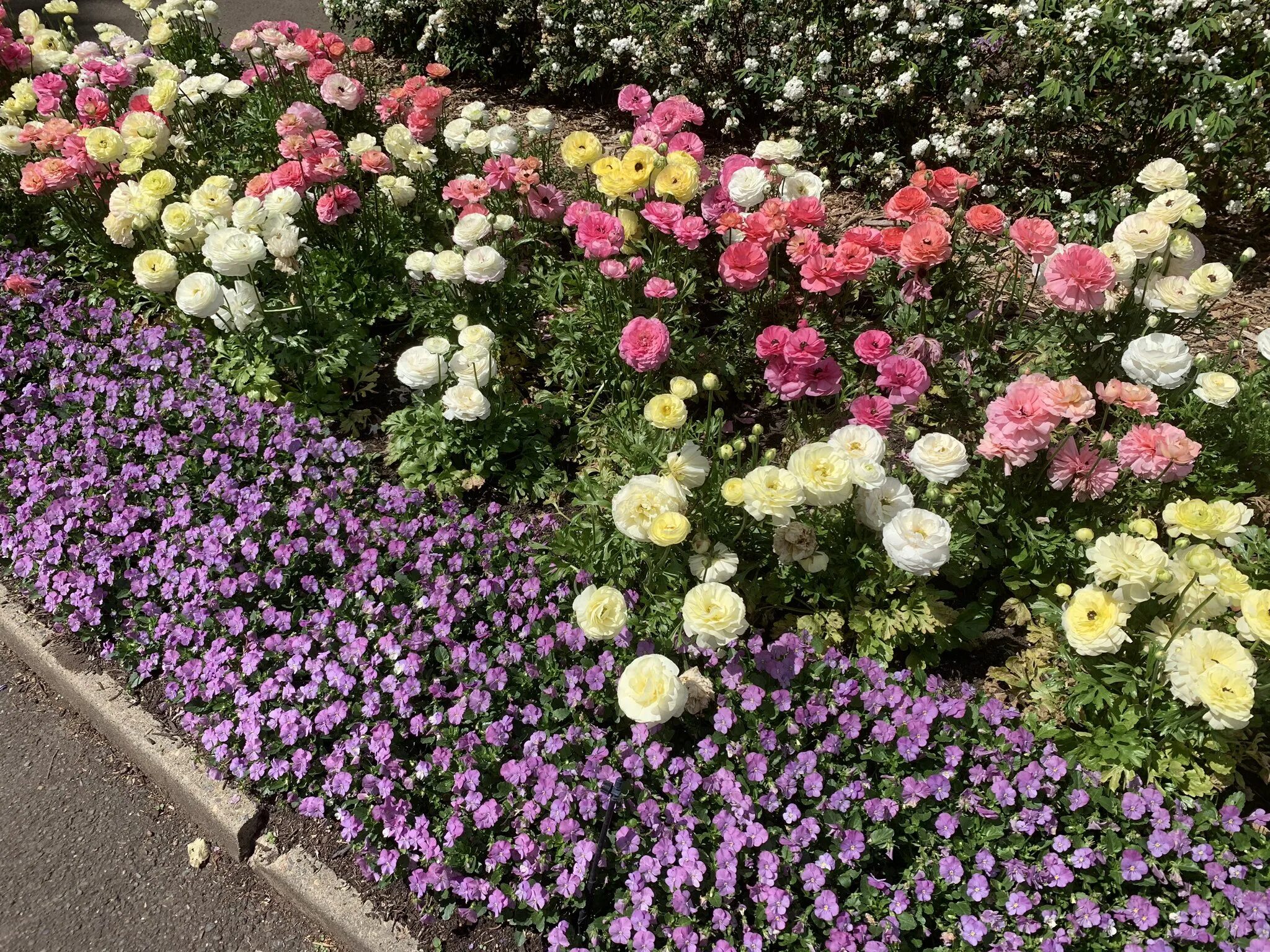 Лютик садовый ранункулюс на клумбе