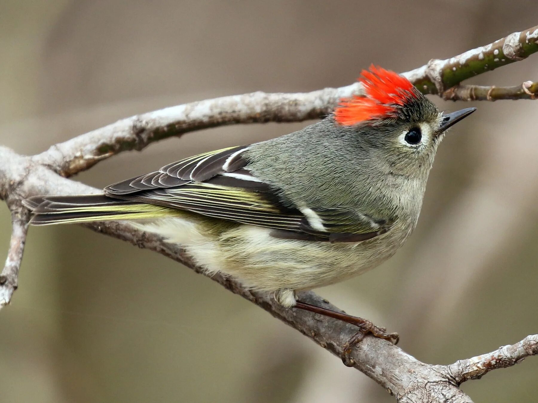 Как выглядит сиповка. Ruby crowned Kinglet. Чечетка зеленушка Дрозд. Серая птица с красным хохолком. Хохлатая Пичуга.