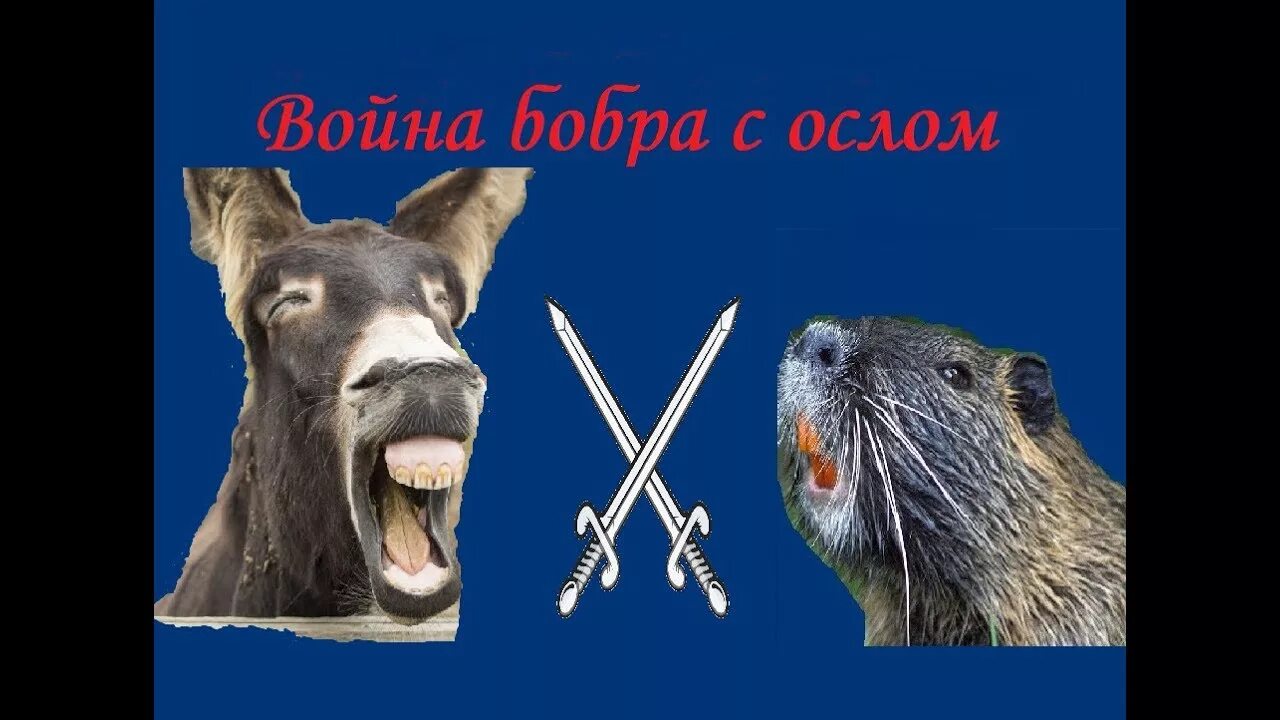 Бобра и осла. Боевой бобр. осёл и бобр. бобра с ослом. битва бобра с ослом.