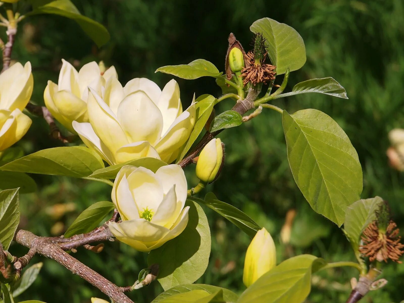 Магнолия цветы купить. Магнолия acuminata. Магнолия заострённая (Magnolia acuminata). Magnolia Lois Магнолия. Магнолии в субтропиках.