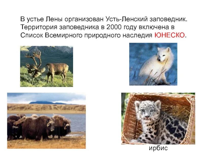 В лене обитают. Животные реки лена. растения и животные реки лена. усть-ленский заповедник растения. какие животные обитают на реке лена.