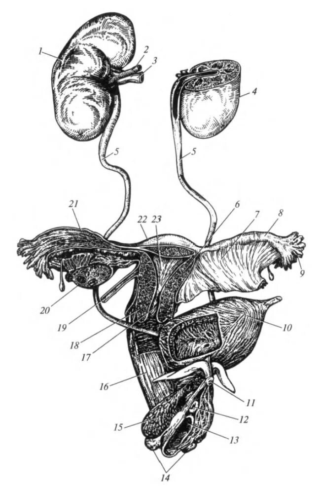 Женская половая система анатомия. Мочеполовая система женщины половые органы. Мочеполовая система анатомия матка. Половые органы строение. Женские половые органы трубы