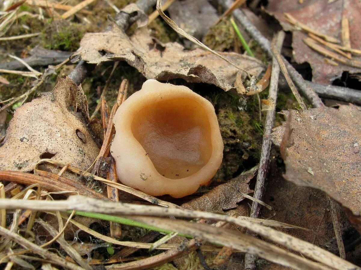 Первый гриб весной название. Весенние грибы в Подмосковье съедобные. Ранние грибы Подмосковья съедобные. Весенние грибы съедобные в апреле. Ранние весенние грибы Крыма.