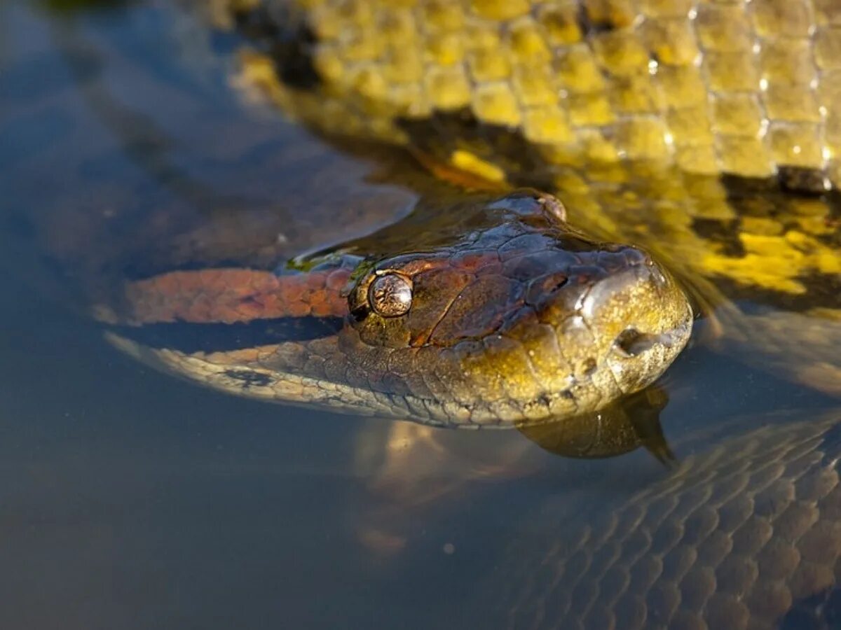 Анаконда во сне. Анаконда змея. Анаконда водяная змея. Водяной удав Анаконда. Анаконда рептилия.