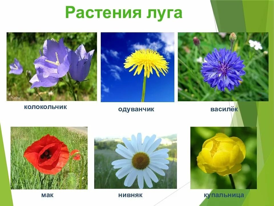 Луговые цветы 4 класс. Растения растущие на лугах. Растения которые живут на лугу. Полевые цветы названия. Растения которые растут на лугу.