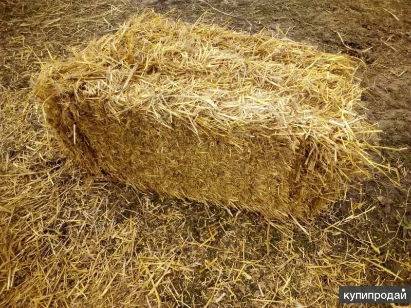 Солома в тюках ячмень. Ячменная солома. Солома пшеничная тюк (10-12 кг). Ячмень соломе. Яровой ячмень солома.