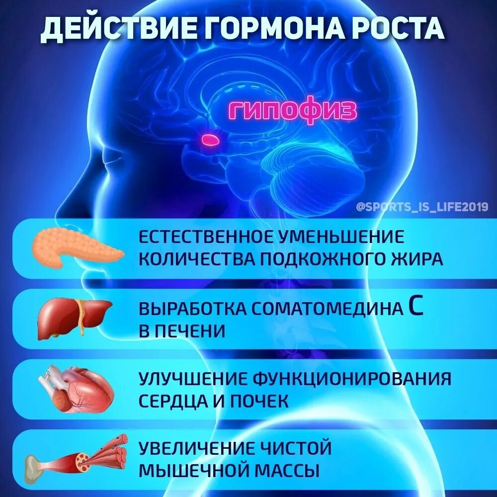 Действие гормона роста. Соматотропин гормон роста. Гормон роста (соматотропин) синтезируется. Гормон роста эффект.