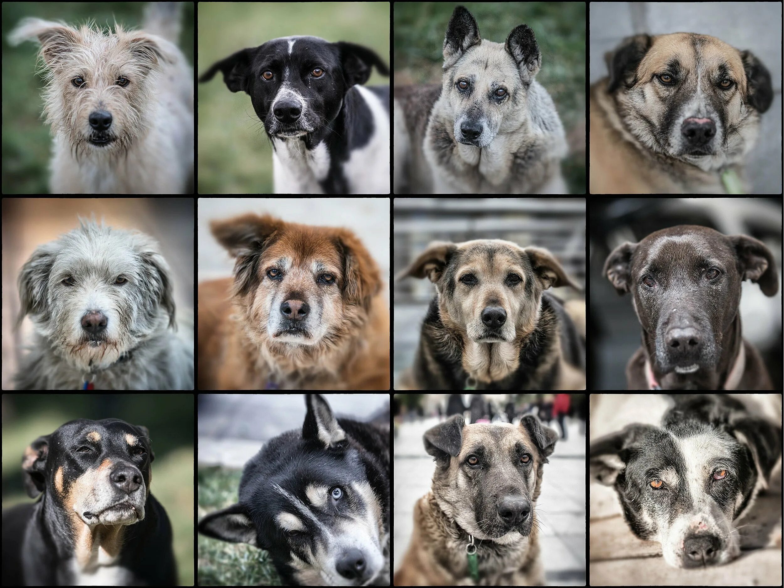 Разные собаки. Породы собак. Порода собак сохо. Породы лбююбых домашних животных. Породы любых домашних животных.