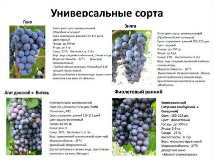 Виноград характеристики сортов