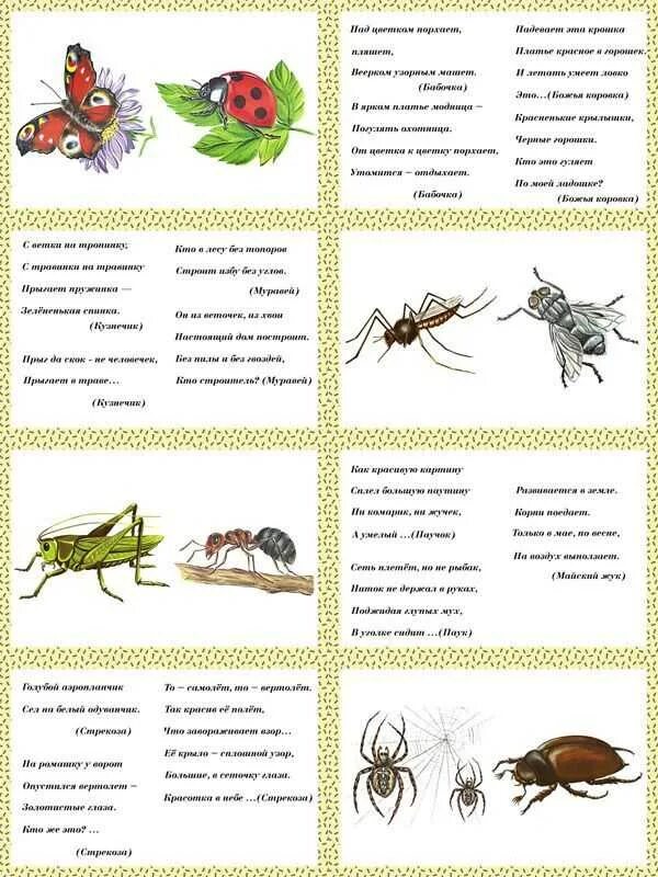 Загадки про насекомых для детей 4-5. Насекомые лексическая тема для дошкольников. Чистоговорки про насекомых для детей 3-4 лет. Картотека загадок про насекомых для дошкольников. Про насекомых детям 5 лет