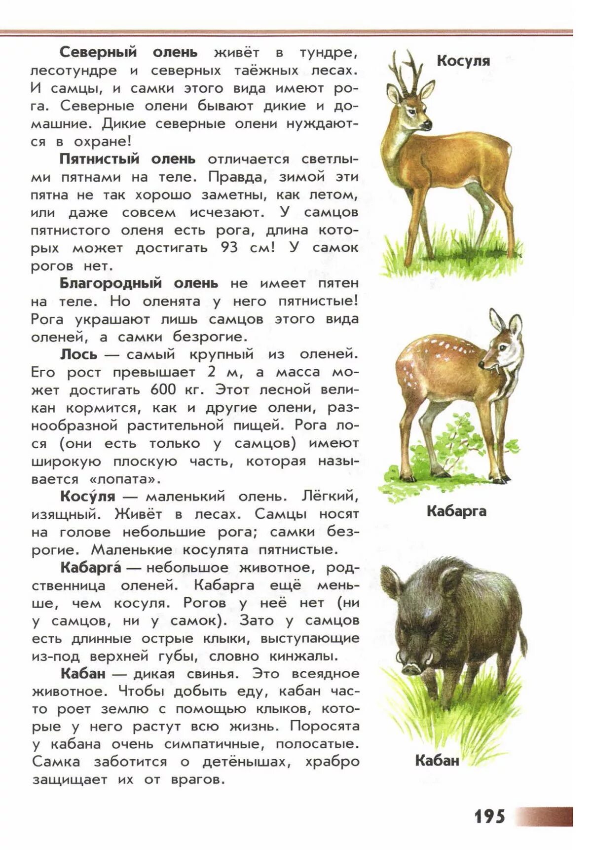 У самки оленя есть рога. Рога у самок оленя. Самки северных оленей имеют рога. Рога у оленей самок и самцов.