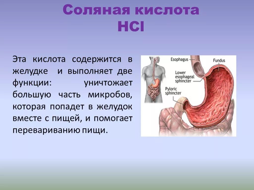 Почему выделяется желудочный сок. Концентрация соляной кислоты в желудочном соке. Соляная кислота в желудке. Сольнапя кислта вжелуде. Соляная кислота роль в желудке.