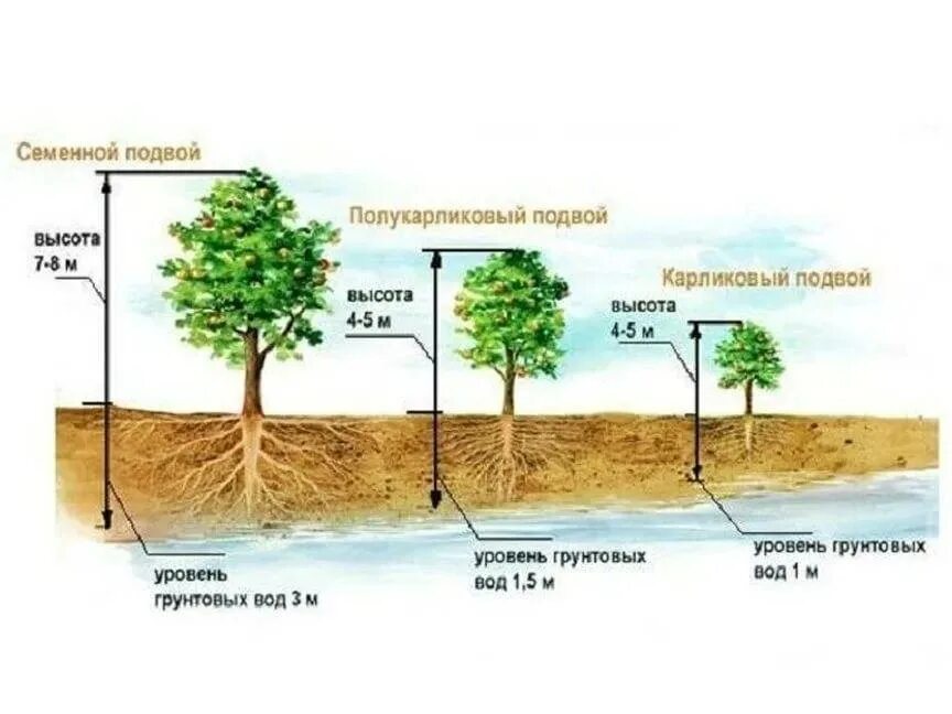 Яблони на семенном подвое посадка. Схема посадки карликовых яблонь. Схема посадки саженцев плодовых деревьев. Схема посадки полукарликовых деревьев. Сколько воды в деревьях