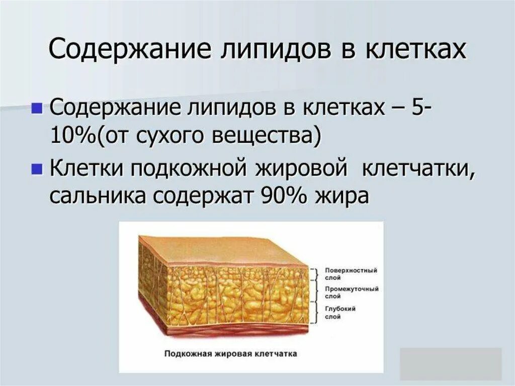 Содержание липидов в различных клетках. Липиды входят в состав клеток