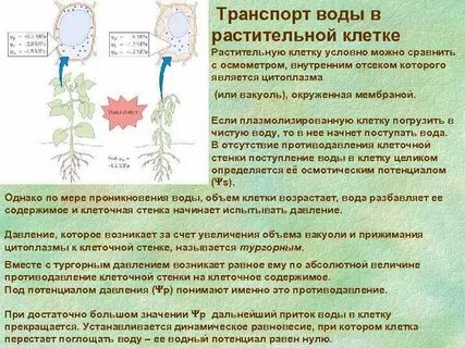 Роль клеток цветка