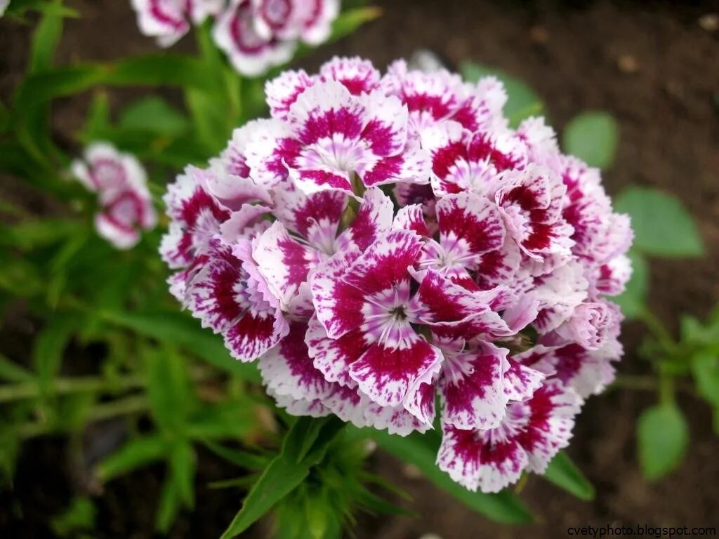 Гвоздика турецкая нигриканс. Dianthus barbatus l. гвоздика бородатая. Гвоздика турецкая (Dianthus barbatus). Турецкая гвоздика весной