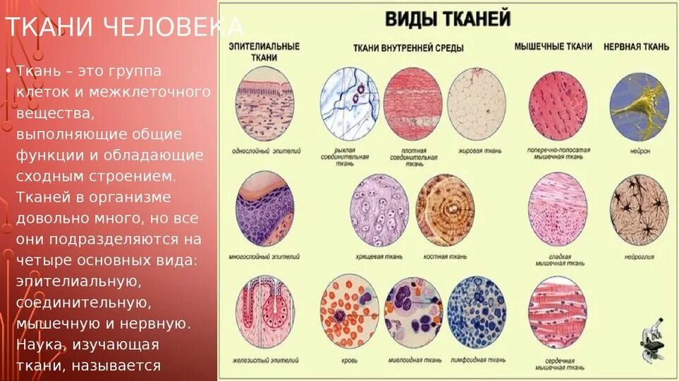 Функции каждой ткани человека. Эпителиальная соединительная мышечная нервная ткани таблица. ткани человека. типы тканей человека. ткани человека анатомия.