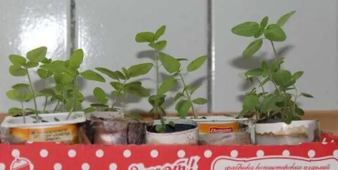 Рассада львиного зева вытянулась