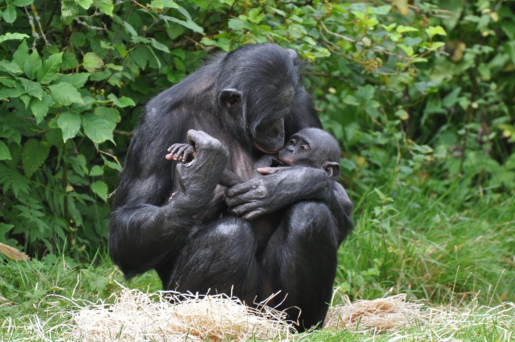 Шимпанзе бонобо. Бонобо человекообразные обезьяны. Карликовые шимпанзе бонобо. Самка бонобо. Спаривание 3