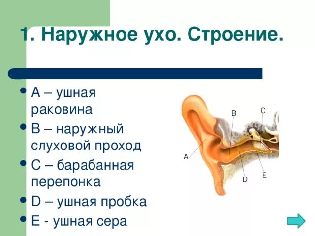 Ушная раковина какой отдел. Строение наружного уха. Наружное ухо строение. Ухо строение уха наружное. Наружное ухо строение анатомия.