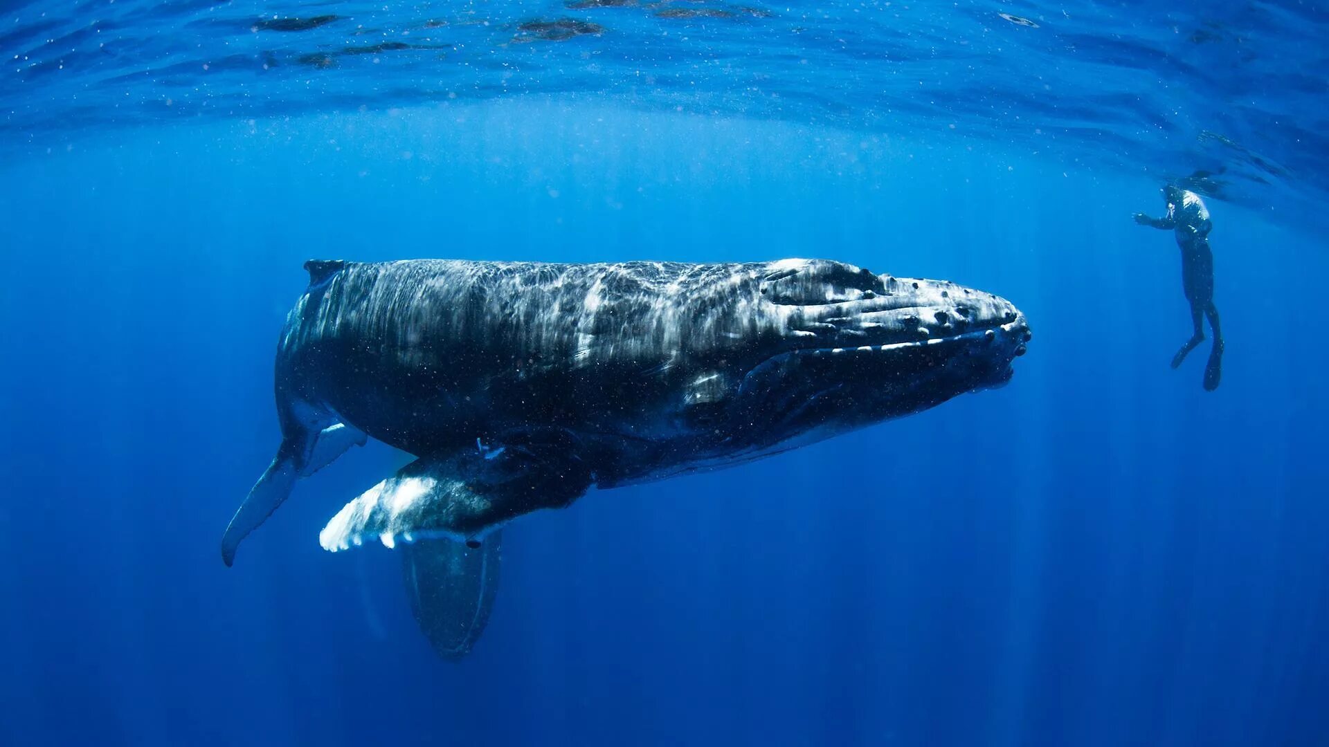 Жизнь синих китов. Горбатый кит. Кит Горбач. Китообразные горбатый кит. Горбатый кит тихий океан.