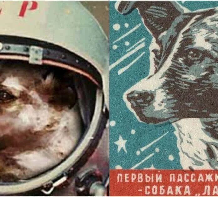 Клички собак полетевших в космос. Первая собака космонавт лайка. Спутник 2 лайка. Собака космонавт лайка 1957 год. Собака лайка в космосе.