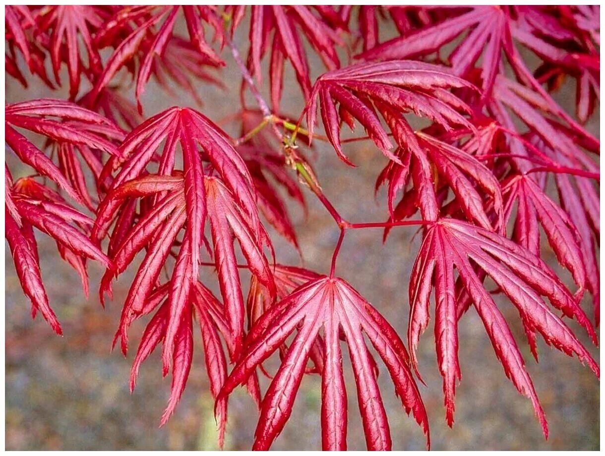 Клен асер. Клен дланевидный acer palmatum. японский клен acer palmatum. acer palmatum &#039;trompenburg&#039;. клен дланевидный дерево.