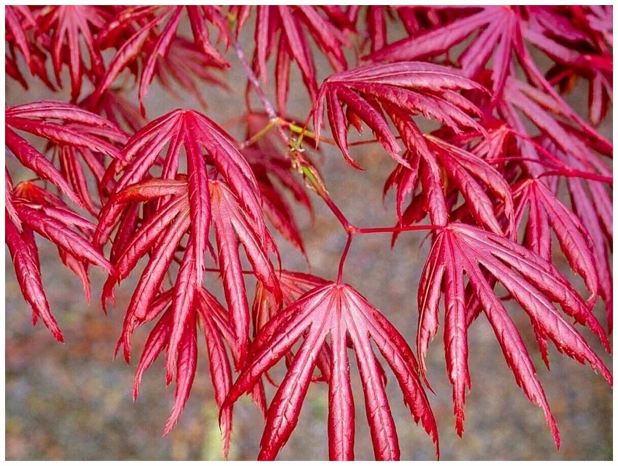 Японский клен купить. Клен дланевидный Acer palmatum. Японский клен Acer palmatum. Клен дланевидный дерево. Acer palmatum 'Trompenburg'.