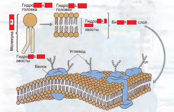 Тест клеточная мембрана состоит из. Мембрана клетки 2 слоя липидов сверху белки. Химические компоненты клеточных тестовых вопросов. Биология 9 класс тест клеточная теория клеточная мембрана.