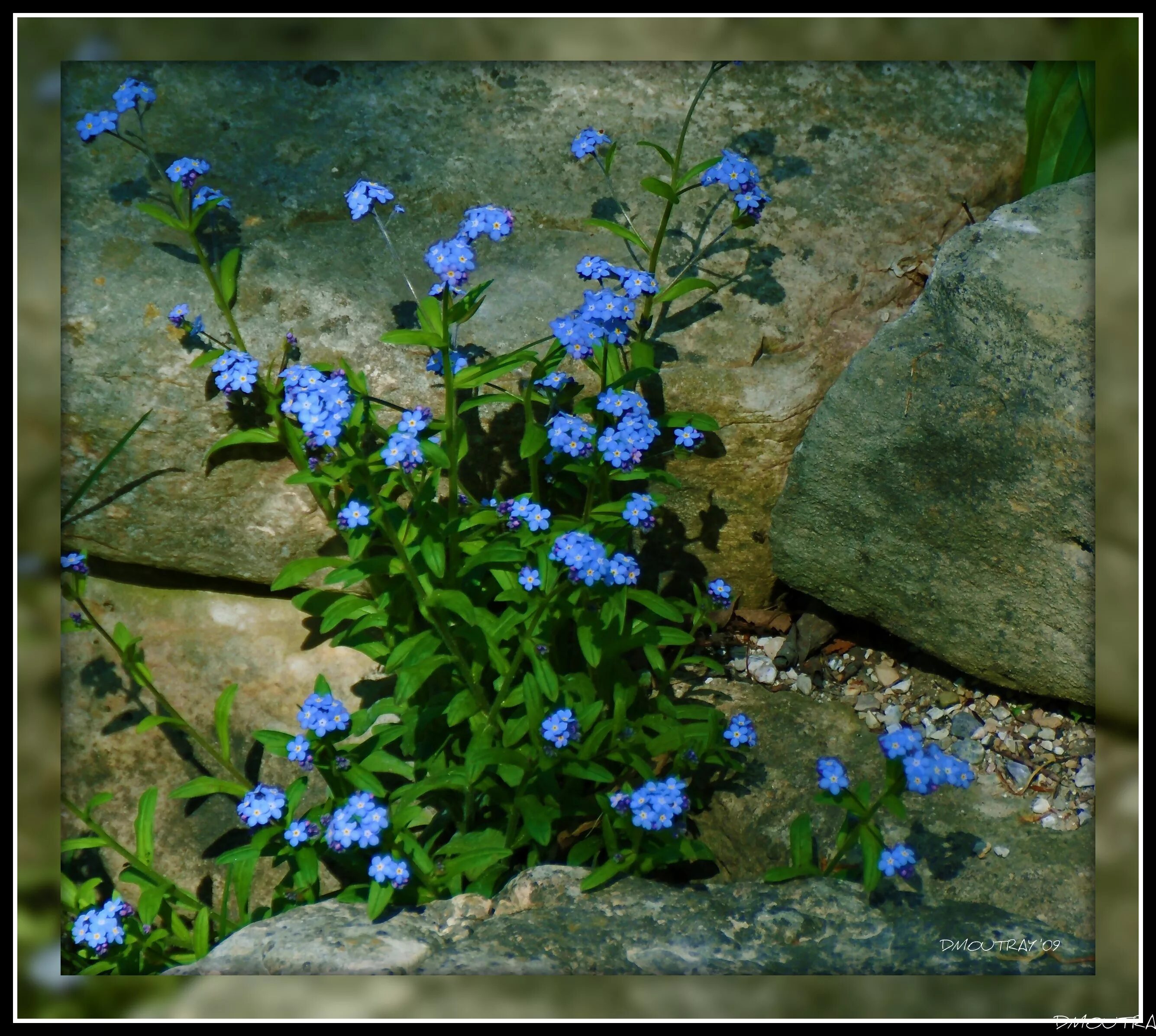 Незабудка Альпийская (Myosotis alpestris). Незабудка стелющаяся. Незабудка Альпийская Лесная Полянка. Незабудка стелющаяся многолетняя. На берегу лесного ручья растут незабудки