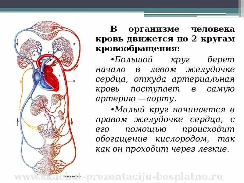 Кровь течет по трем кругам кровообращения. Кровообращение человека. Круги кровообращения человека. Кровообращение крови в организме человека. Циркуляция крови.