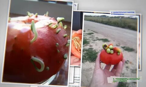 Чем отличается томат от помидора