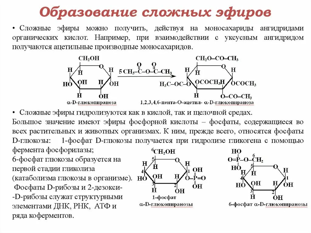 Гидролизу подвергается глюкоза рибоза фруктоза. Синтез простых и сложных эфиров моносахаридов. Образование простых и сложных эфиров моносахаридов. Реакции образования и примеры сложных эфиров моносахаридов. Синтез сложных эфиров моносахаридов.