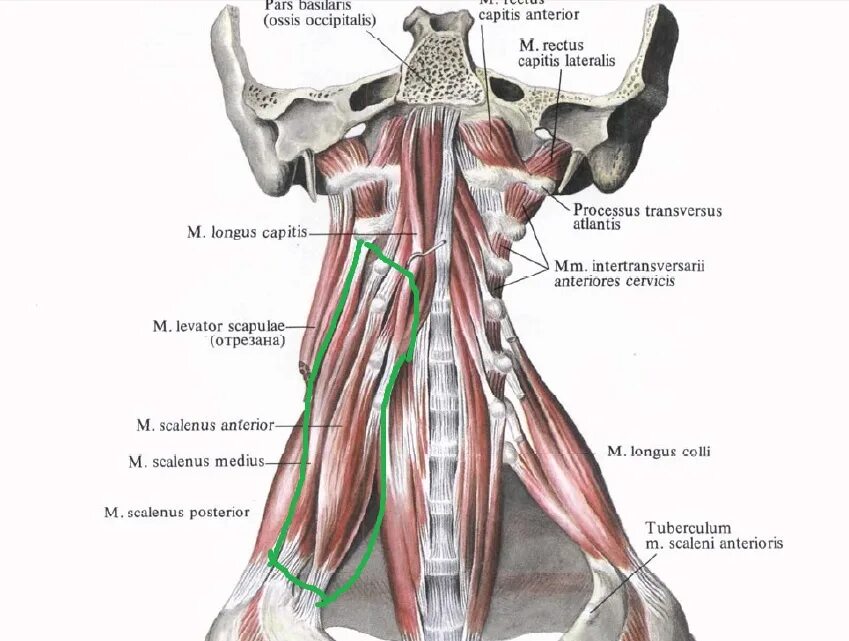 Иннервация глубоких мышц шеи. Мышцы шеи вид спереди Синельников. Глубокие мышцы шеи латынь. Лестничные мышцы шеи анатомия.