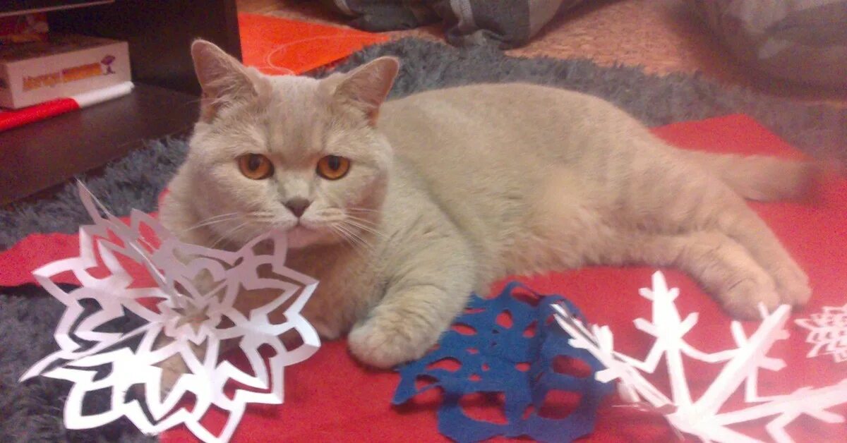 Кот в костюме снежинки. Новогодний черный кот. Снежинки кот. Снежинка котик. Кот в снегу.