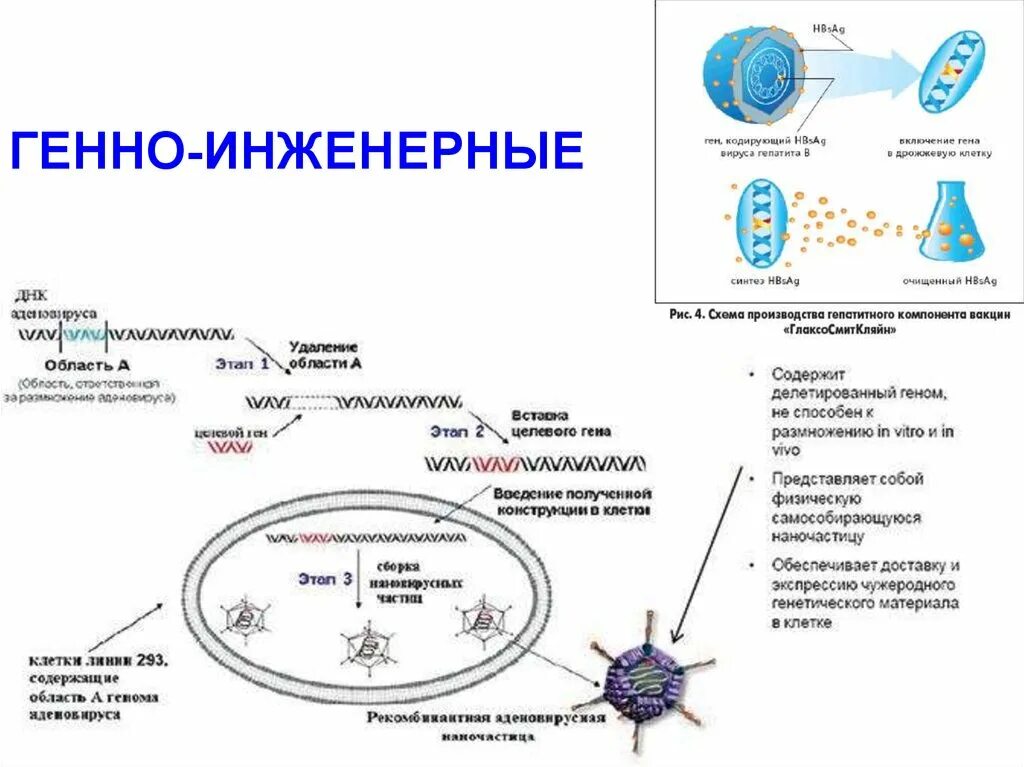 Механизм действия вакцин. Генно инженерные препараты механизм действия. Механизм действия генно инженерных вакцин. Схема действия вакцины. Механизм действия генно-инженерных биологических препаратов.