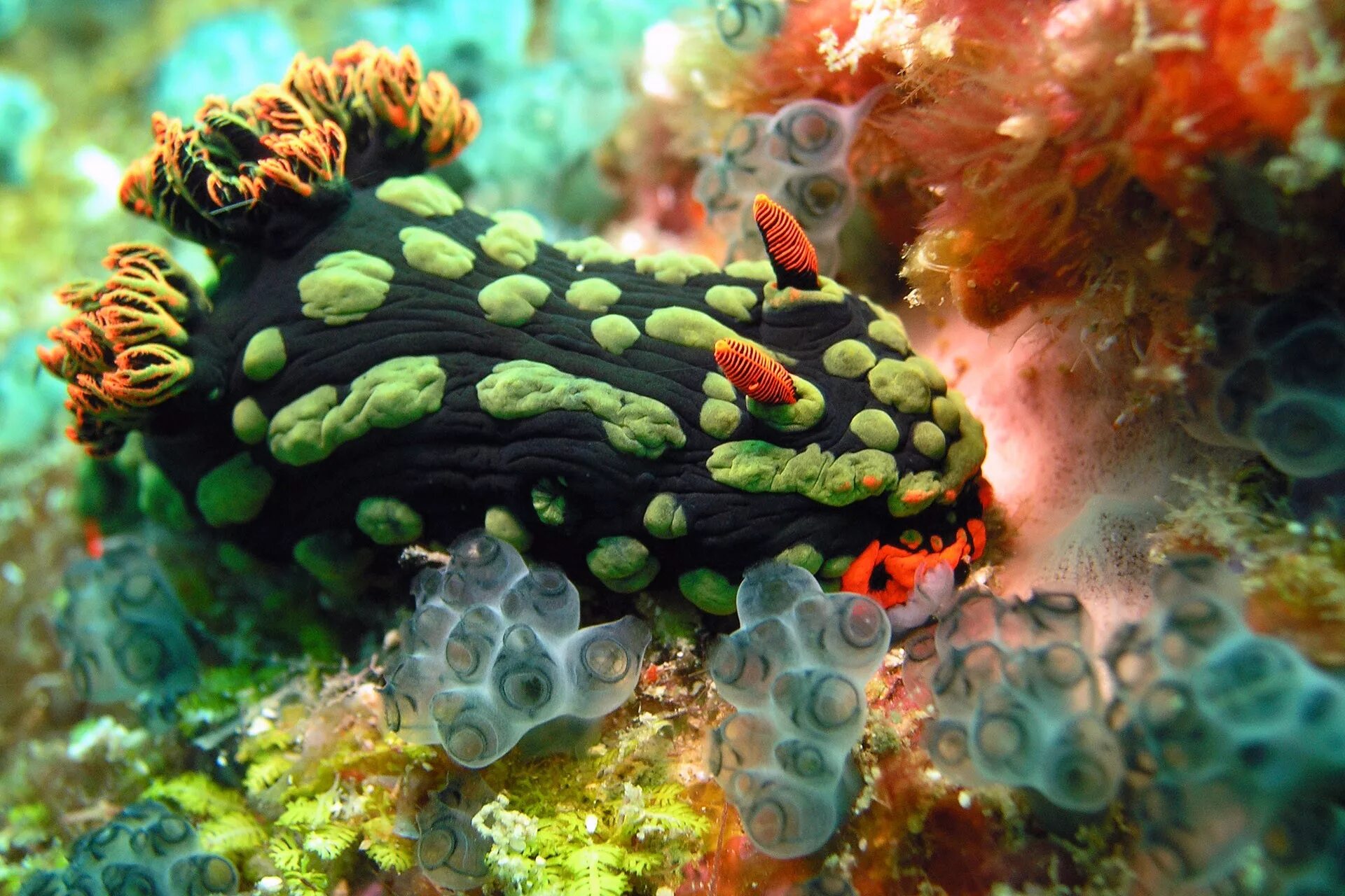 Живые организмы в аквариуме. Голожаберный моллюск Немброта кубараяна. Водорослевые рифы. Моллюски риф риф. Морской СЛИЗНЯК Голожаберник.