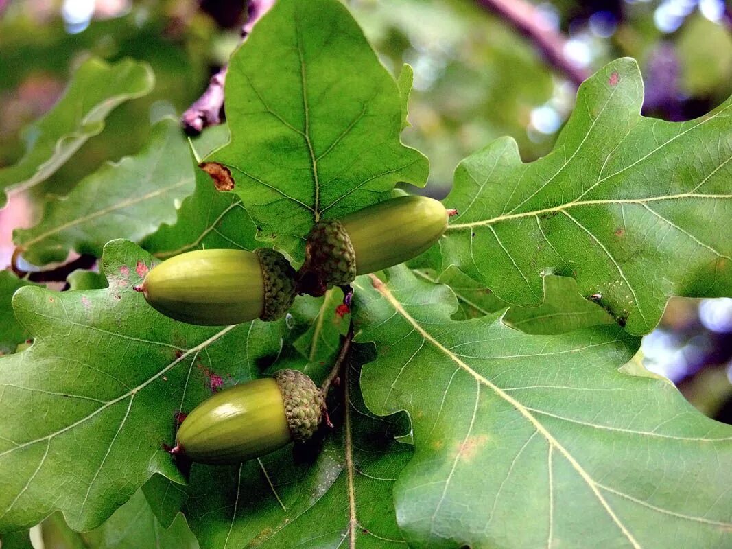 Дуб черешчатый (Quercus Robur). Дуб черешчатый (Quercus Robur l.). Дуб черешчатый Quercus Robur семена. 3. Quercus Robur- дуб черешчатый. Диаметр дуба черешчатого