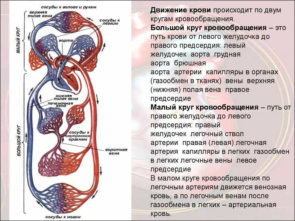 Контрольная работа по теме кровообращения. Малый и большой круг кровообращения человека схема. Сосуды малого круга кровообращения схема. Путь малого круга кровообращения схема. Малый и большой круг кровообращения человека схема анатомия.