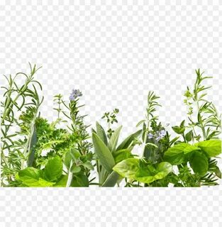Plant herbs