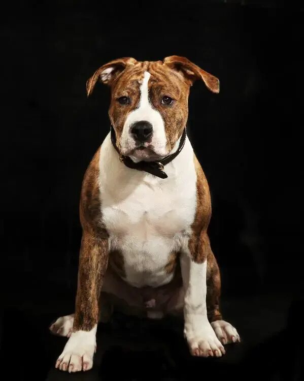 амстафф и питбуль. стафф некупированный. стаффордширский терьер купированный. американский стаффордширский терьер с купированием. стаффордширский терьер амстафф.