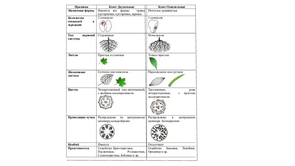 Плауновые однодольные двудольные хвойные. Класс двудольные растения таблица 7 класс биология. Таблица Однодольные растения 6 класс биология. Семейства однодольных и двудольных 6 класс биология. Таблица по биологии 7 класс семейство двудольных растений.