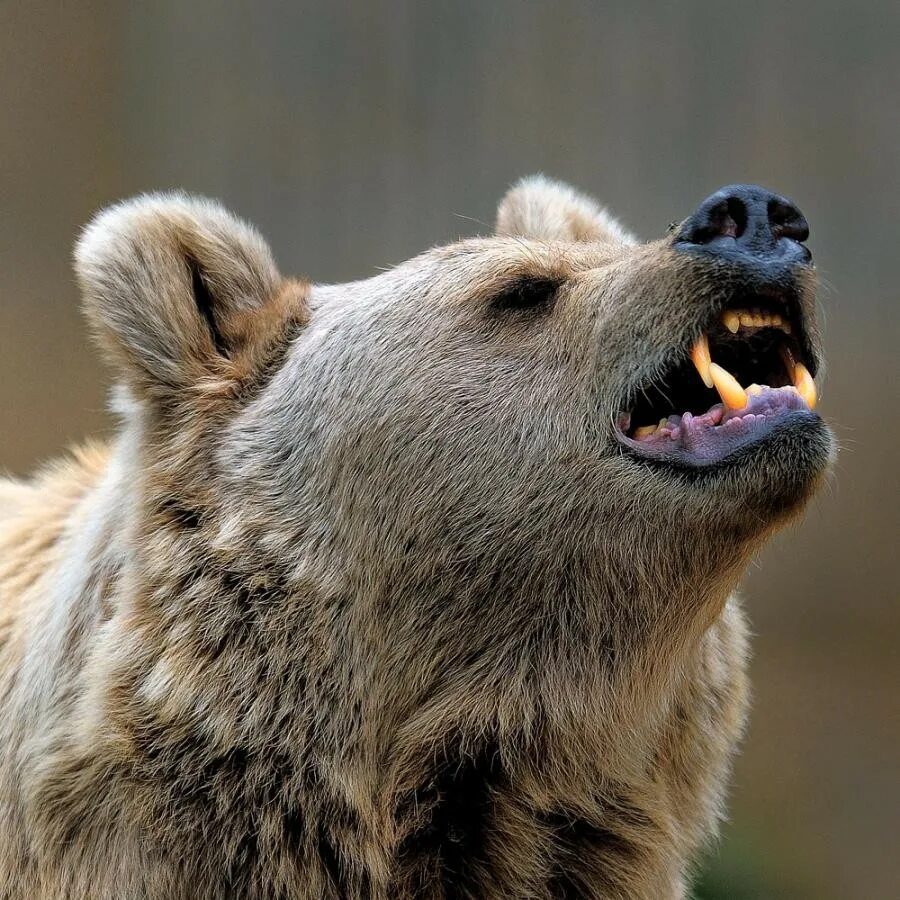 Медведи 06. Северная Америка медведь Гризли. Бурый медведь. Медведь рычит. Красивый медведь.