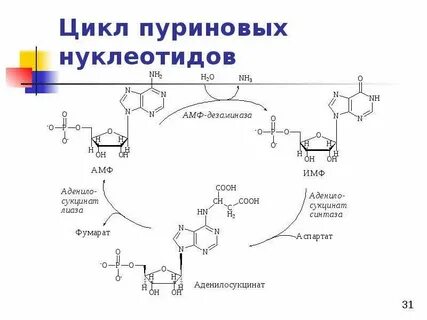 Пуриновые нуклеотиды