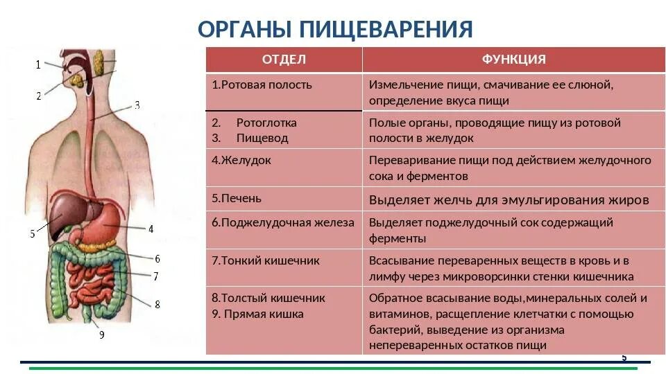 Химическое изменение пищи. Пищеварительная система таблица название органа строение и функции. Строение пищеварительной системы человека и их функции. Строение и функции пищеварительной системы таблица. Строение и функции органов пищеварительной системы таблица.