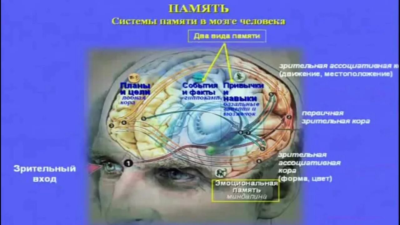 Сколько в мозгах памяти. Системы памяти в мозге человека. Механизм запоминания в мозге. Психофизиология памяти. Мозг и память человека.