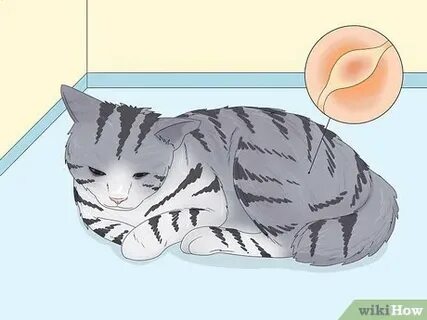 Кот не может помочиться