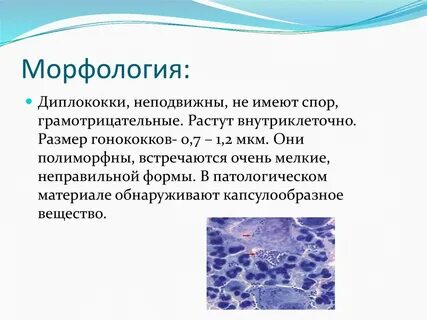 Диплококки это